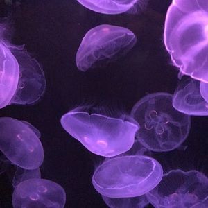 Meet your Posher, Noemi